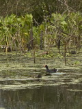 Brazos Bend State Park
