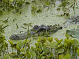 Brazos Bend State Park