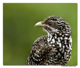 Asian Koel (Eudynamys scolopacea)Female-5380