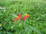 pretty