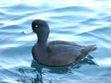 New Zealand Scaup