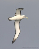 Gråkindad albatross