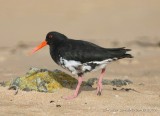 Variable Oystercatcher