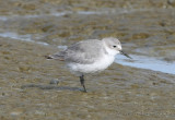 Wrybill