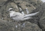 Vitpannad tärna, juvenil