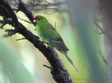 Red-fronted Parakeet