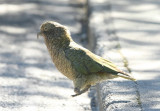 Kea