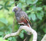 Kaka