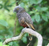 Kaka