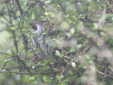 New Zealand Fernbird