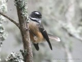 New Zealand Fantail