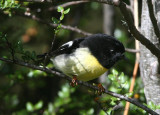 Tomtit