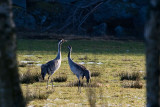 Singing Crane