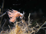 nudibranch