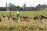 Deer in the Phoenix Park