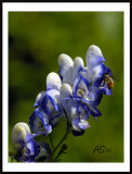 BlueDelphinium.jpg