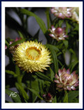 StrawFlower.jpg
