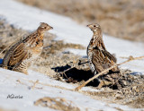grouse.jpg