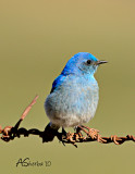MaleBluebirdMay142010.jpg
