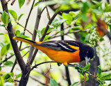 OrioleMay262010.jpg