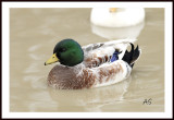SnowyCallDuck.jpg