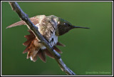Colibri à gorge rubis (m) / Archilochus colubris