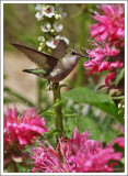 Colibri à gorge rubis (f) / Archilochus colubris