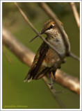 Colibri à gorge rubis (m-j) / Archilochus colubris