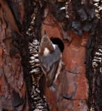 Brown-headed Nuthatch_8577.jpg