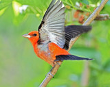 Scarlet Tanager - breeding male (orange variant)_5947.jpg