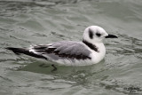 Black-legged Kittiwake. Port Washington, WI