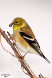 American Goldfinch. Chesapeake, OH