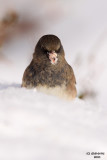 sparrows