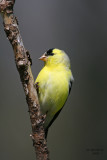 American Goldfinch. Kewaskum, WI
