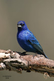Indigo Bunting. Kewaskum, WI