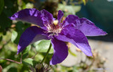 Clematis.jpg