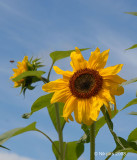 Sunflower.