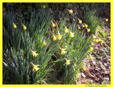 Daffodils. First of the Year