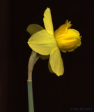 Scanned Daffodil.