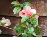 Quince blossom from a distance.