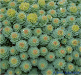 Garden Flower - I do not know what it is, but it grows in our garden.