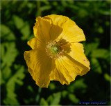 Welsh Poppy.