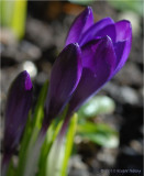 Purple Crocus.