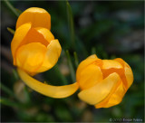 Yellow Crocus.