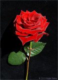 Birthday Rose.