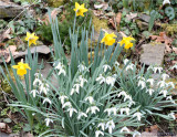 Daffodils.