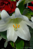 Day Lily.