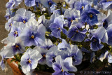 Pansies Galore.