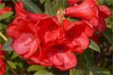 Rhododendron.