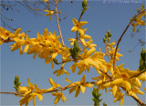 Forsythia.